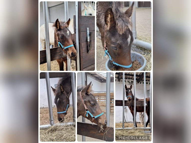 PRE Mix Stallion Foal (06/2025) Bay-Dark in Kierspe