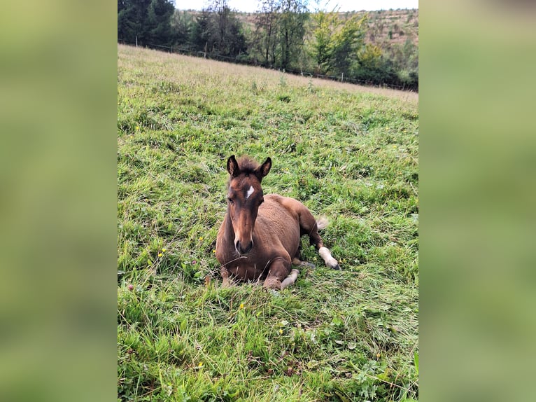 PRE Mix Stallion Foal (06/2025) Bay-Dark in Kierspe