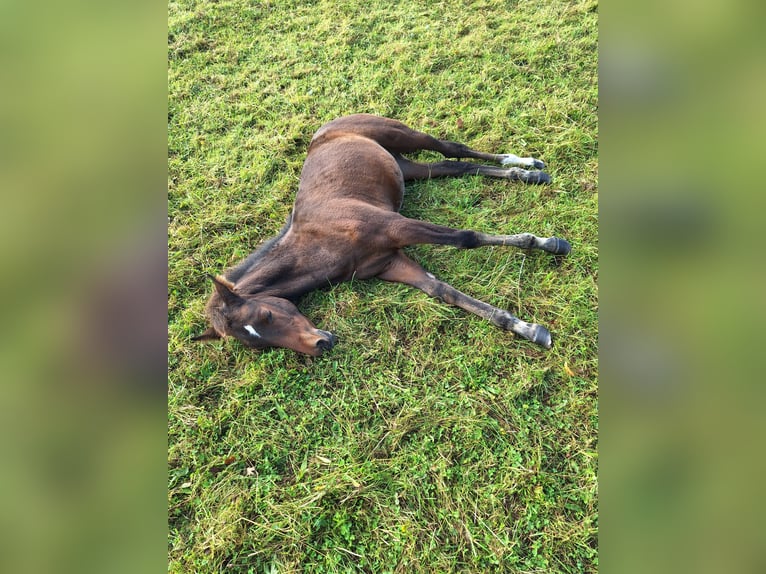 PRE Mix Stallion Foal (06/2025) Bay-Dark in Kierspe