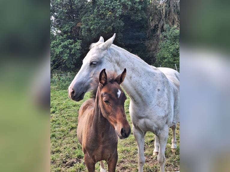 PRE Mix Stallion Foal (06/2025) Bay-Dark in Kierspe