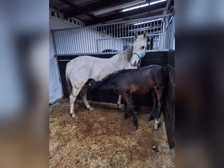 PRE Mix Stallion Foal (06/2025) Bay-Dark in Kierspe