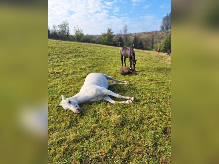 PRE Mix Stallion Foal (06/2025) Bay-Dark in Kierspe