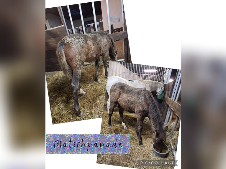 PRE Mix Stallion Foal (06/2025) Bay-Dark in Kierspe