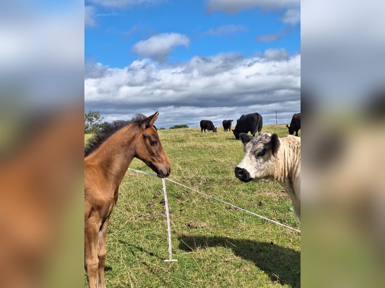 PRE Mix Stallion Foal (06/2025) Bay-Dark in Kierspe