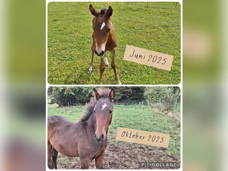 PRE Mix Stallion Foal (06/2025) Bay-Dark in Kierspe