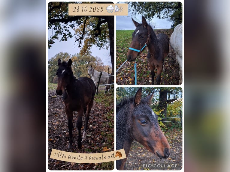 PRE Mix Stallion Foal (06/2025) Bay-Dark in Kierspe