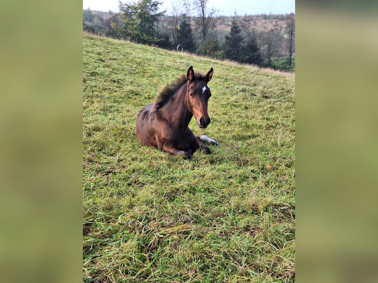 PRE Mix Stallion Foal (06/2025) Bay-Dark in Kierspe