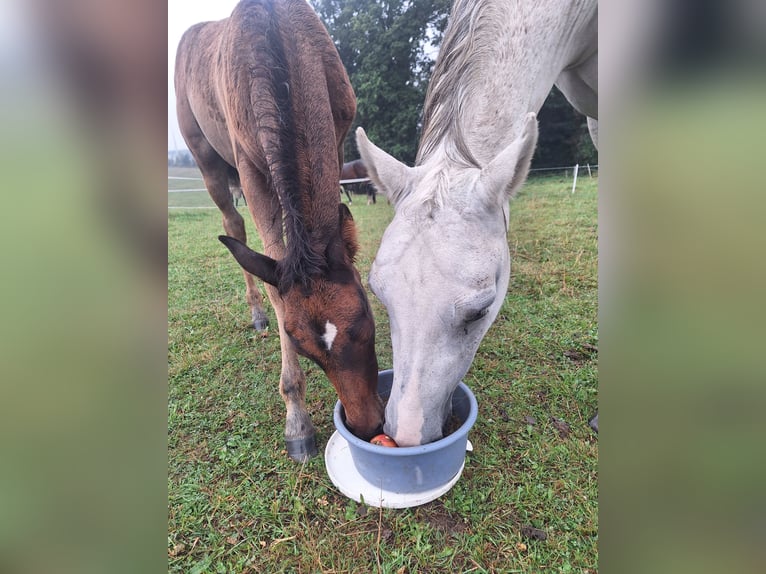 PRE Mix Stallion Foal (06/2025) Bay-Dark in Kierspe