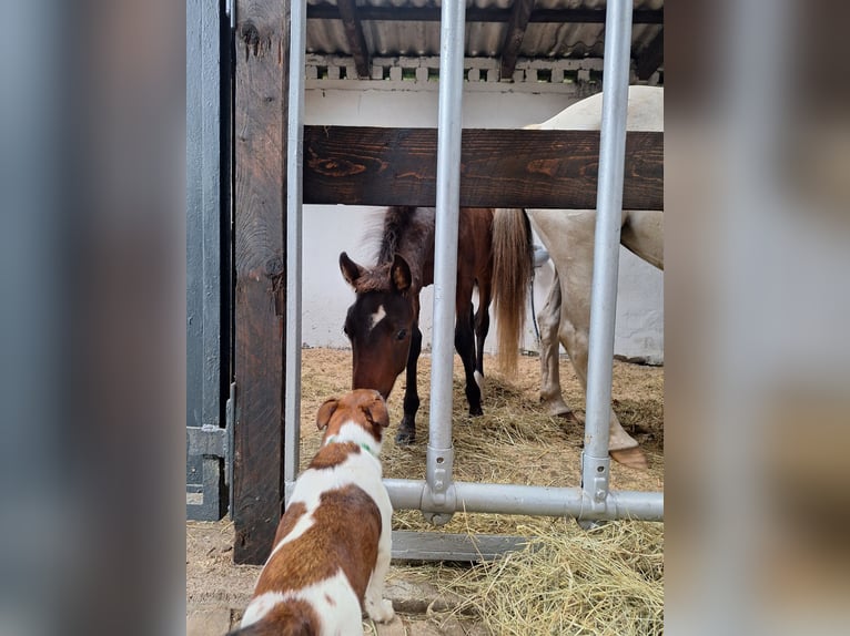 PRE Mix Stallion Foal (06/2025) Bay-Dark in Kierspe