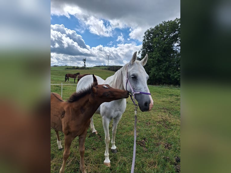 PRE Mix Stallion Foal (06/2025) Bay-Dark in Kierspe