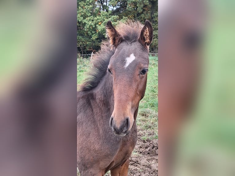 PRE Mix Stallion Foal (06/2025) Bay-Dark in Kierspe