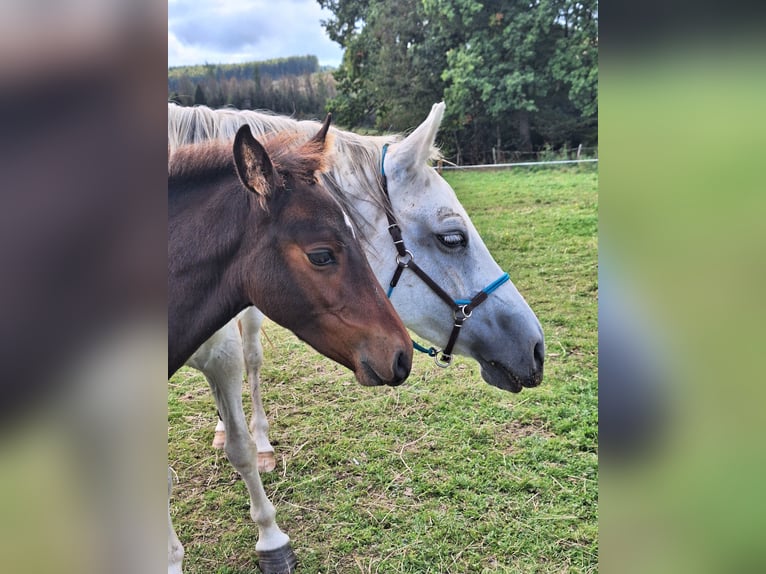 PRE Mix Stallion Foal (06/2025) Bay-Dark in Kierspe
