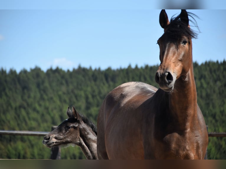 PRE Stallion  Black in Dochamps