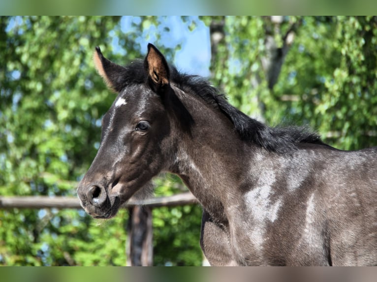 PRE Stallion  Black in Dochamps