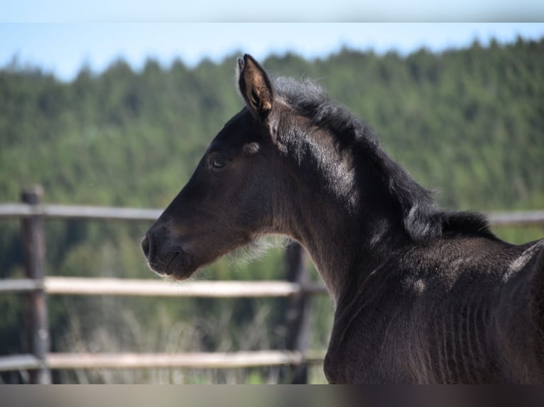PRE Stallion  Black in Dochamps