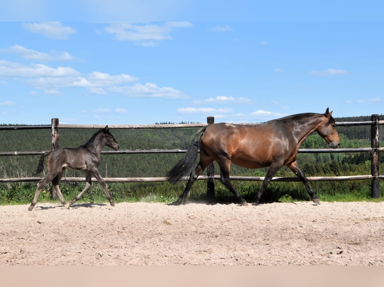 PRE Stallion  Black in Dochamps