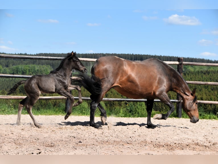 PRE Stallion  Black in Dochamps