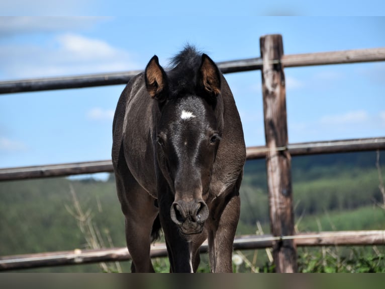 PRE Stallion  Black in Dochamps