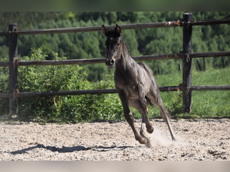 PRE Stallion  Black in Dochamps