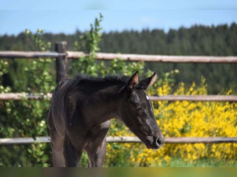 PRE Stallion  Black in Dochamps