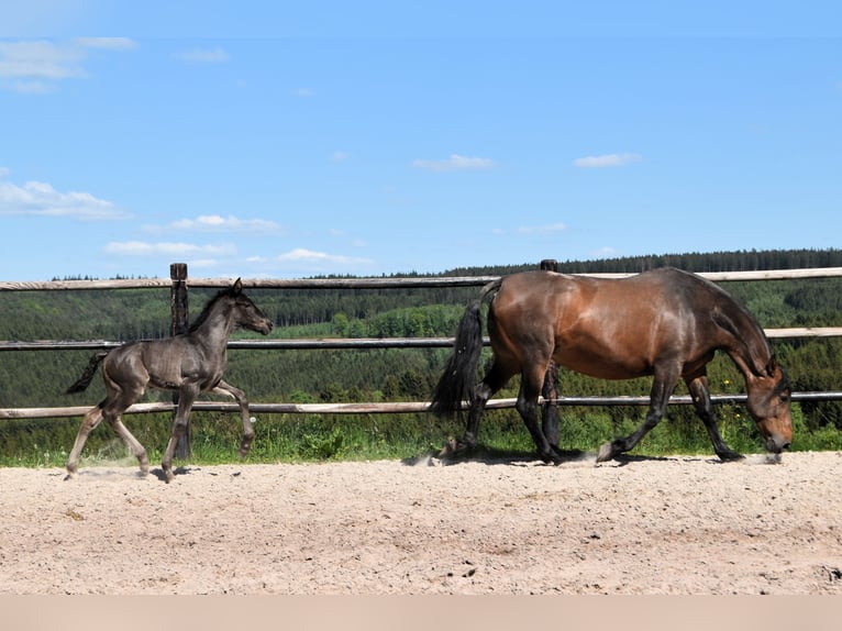 PRE Stallion  Black in Dochamps