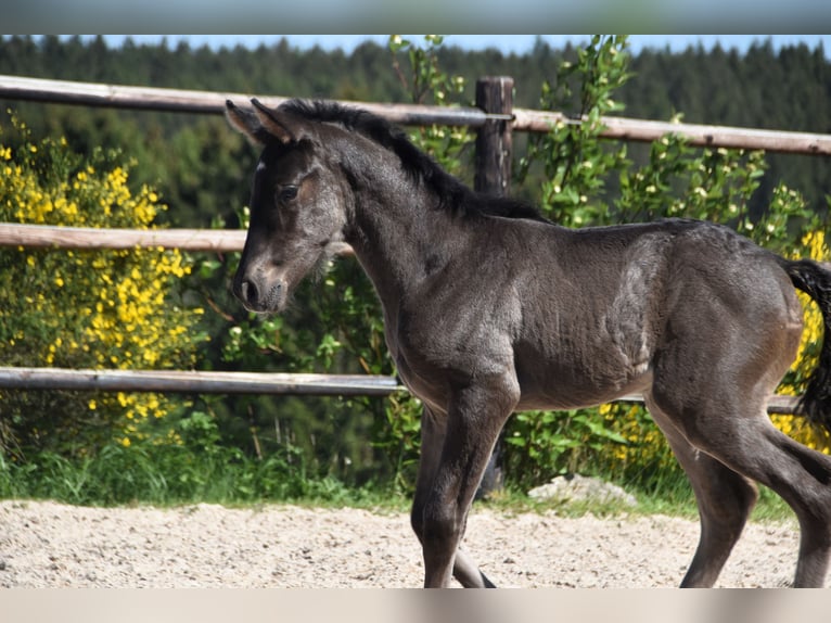 PRE Stallion  Black in Dochamps