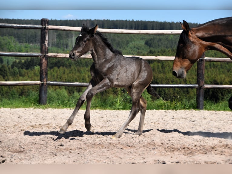 PRE Stallion  Black in Dochamps