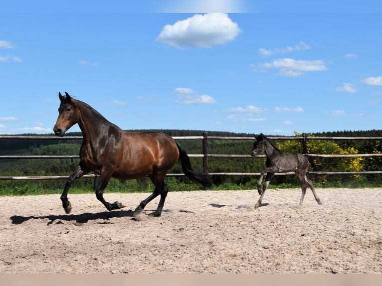PRE Stallion  Black in Dochamps