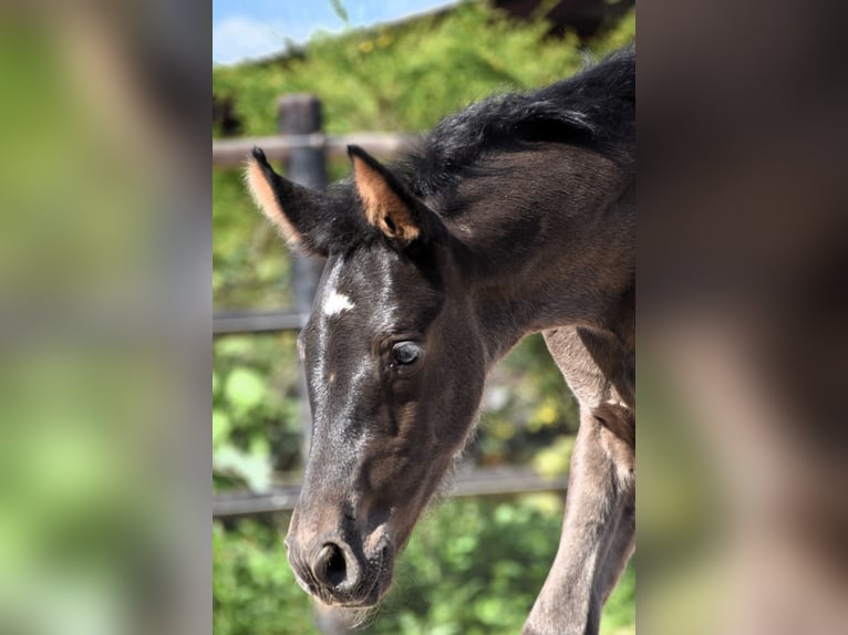 PRE Stallion  Black in Dochamps