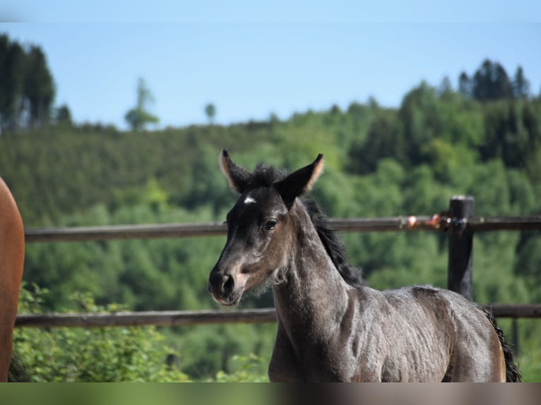 PRE Stallion  Black in Dochamps