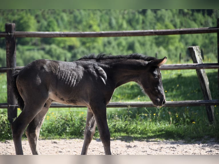 PRE Stallion  Black in Dochamps