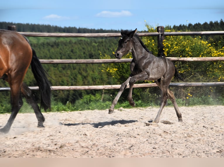 PRE Stallion  Black in Dochamps