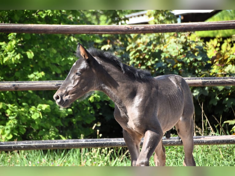 PRE Stallion  Black in Dochamps