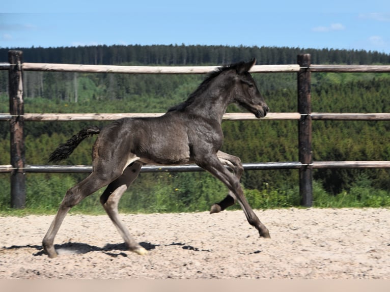 PRE Stallion  Black in Dochamps