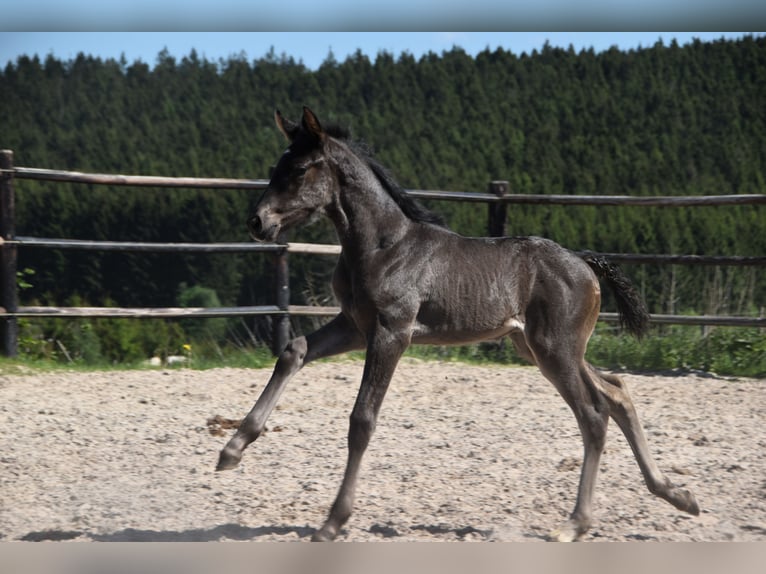 PRE Stallion  Black in Dochamps