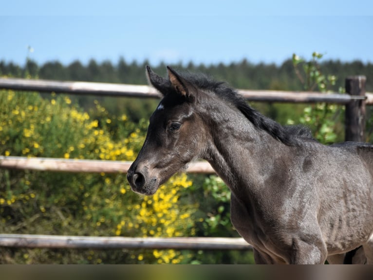 PRE Stallion  Black in Dochamps