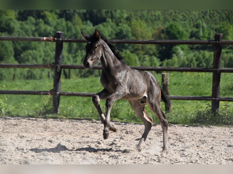 PRE Stallion  Black in Dochamps