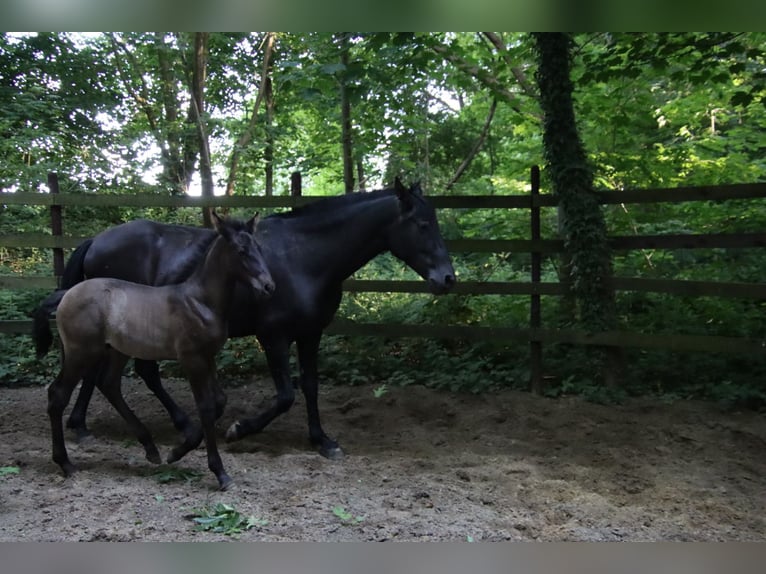 PRE Stallion  Black in Pellenberg