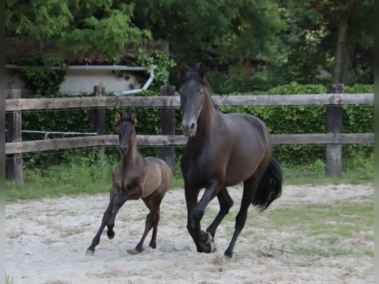 PRE Stallion  Black in Pellenberg