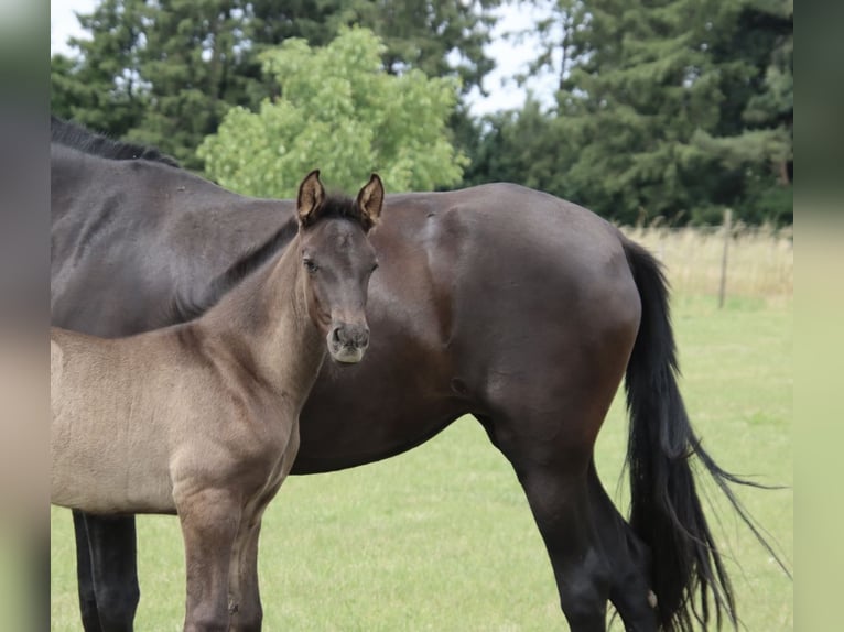 PRE Stallion Foal (01/2025) Black in Pellenberg