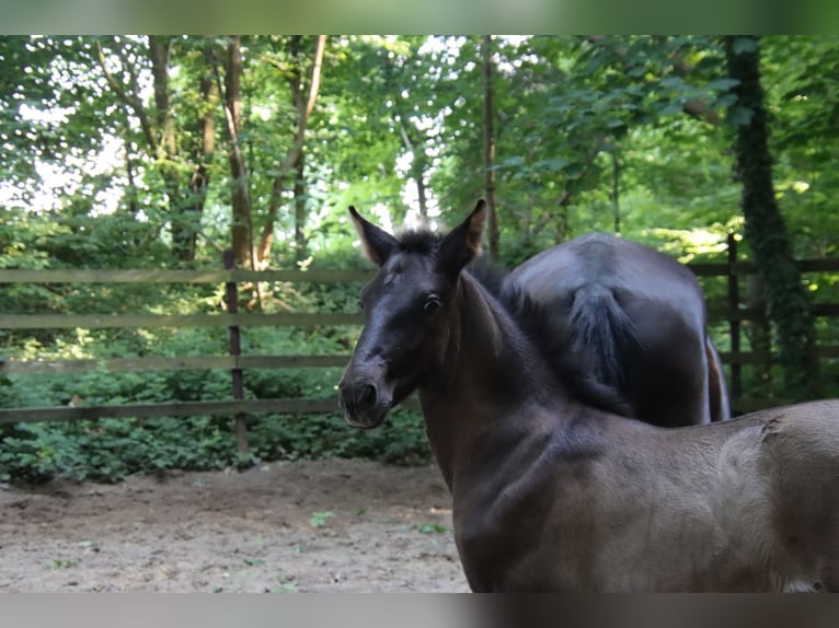 PRE Stallion  Black in Pellenberg