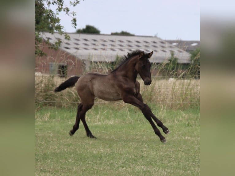 PRE Stallion Foal (01/2025) Black in Pellenberg