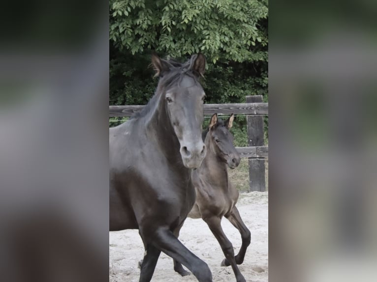 PRE Stallion  Black in Pellenberg