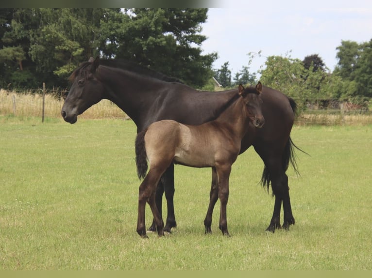 PRE Stallion Foal (01/2025) Black in Pellenberg