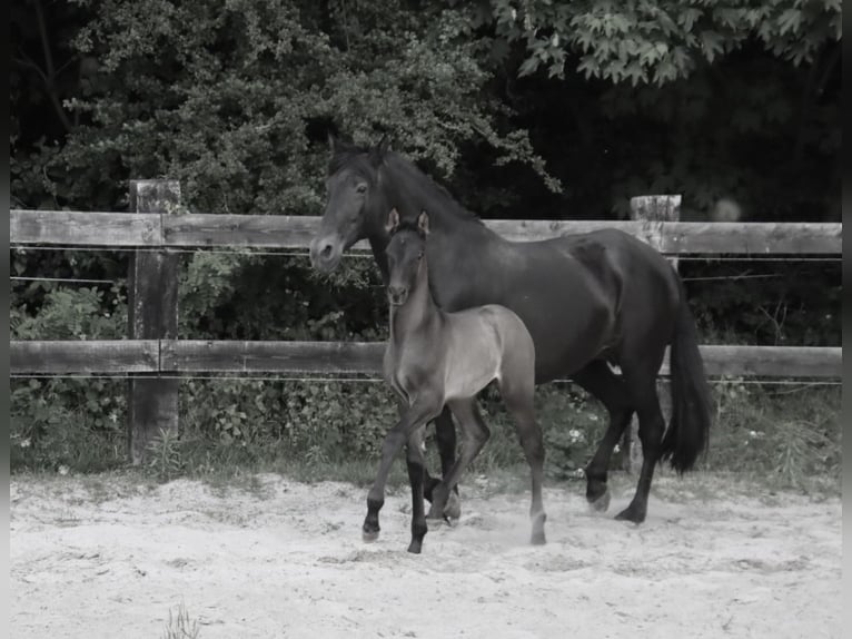 PRE Stallion  Black in Pellenberg