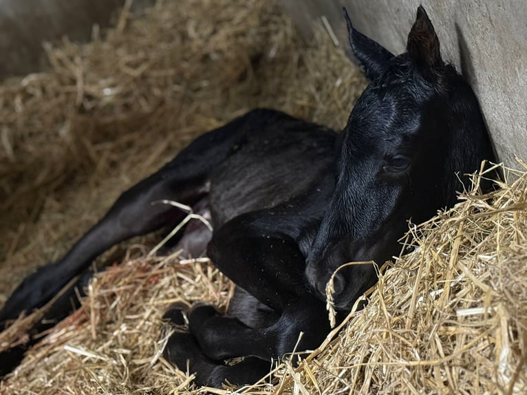 PRE Stallion Foal (06/2025) Black in Oudenaarde