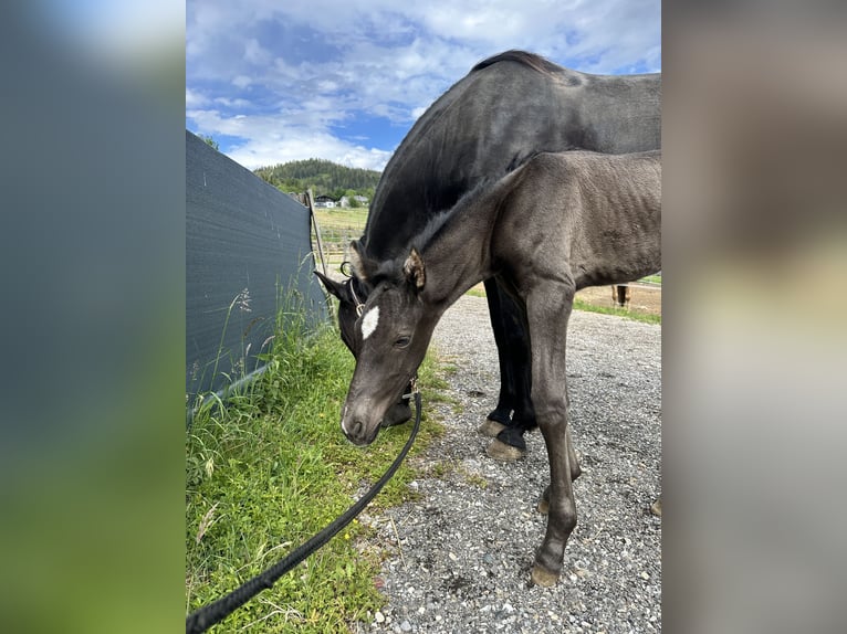 PRE Stallion Foal (01/2026) Black in Klagenfurt
