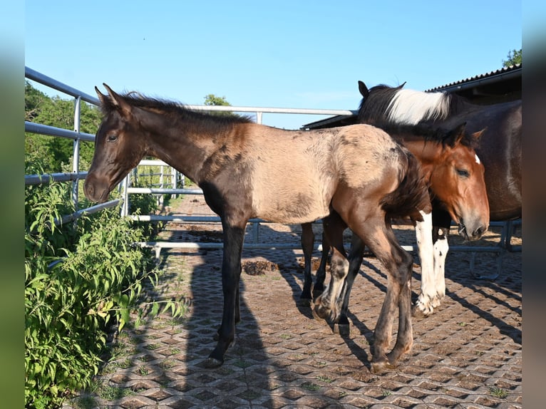 PRE Stallion Foal (02/2026)  in Klettgau
