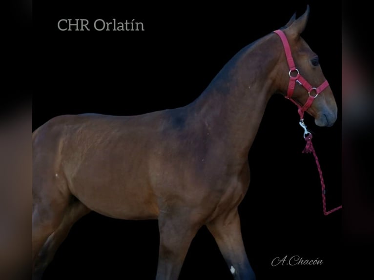 PRE Stallion Foal (04/2024) Brown in Estepa