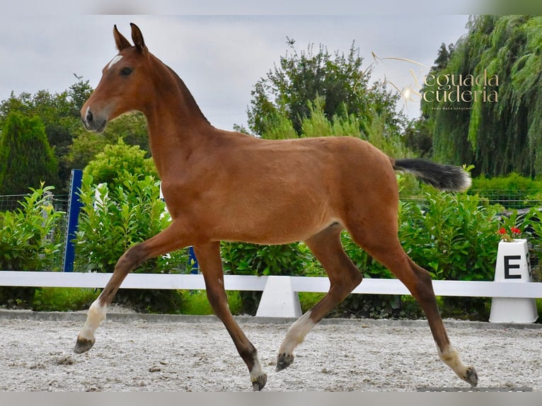 PRE Stallion Foal (03/2025) Brown in Jemeppe sur sambre